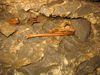 Klaus_Cramer_Hoehle_005.jpg im Album Klaus-Cramer-Höhle