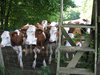 Moulin_des_Iles_001.jpg im Album Moulin des Iles